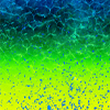 https://www.saltwateritaly.com/pantaloncino-reef-dorado